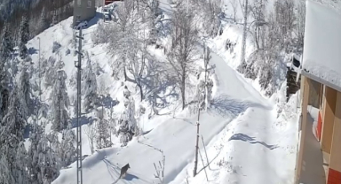 Gündüz vakti köye inen kurt görenleri şaşırttı