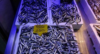 Hamsi fiyatları uçuşa geçti...