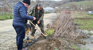 Kışın vazgeçilmezi yer elmasının hasadı başladı