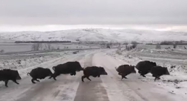 Köy yoluna inen domuz sürüsü kamerada