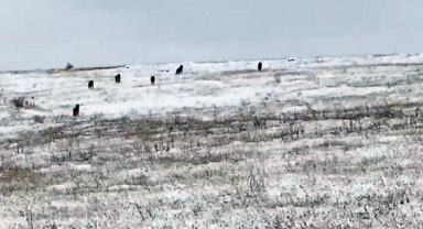 Köye inen kurt sürüsü korkuttu!