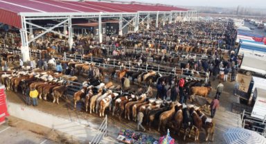 O ilin hayvan pazarında şap hastalığı alarmı!