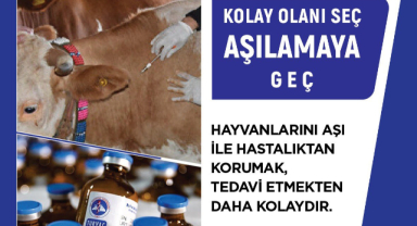 Şap Hastalığına Karşı Etkin Mücadele: Üç Doz Aşı Uygulaması Başlıyor