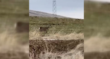 Tek başına dolaşan karaca böyle görüntülendi   