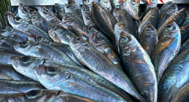 Tezgahlar o balıkla şenlendi