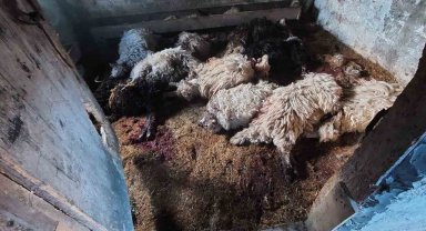 Trabzon'un o ilçesinde kurt dehşeti sürüyor
