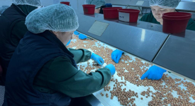 Türk fındığı Amerika’ya tanıtılacak