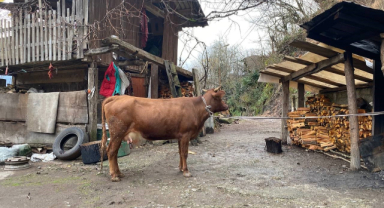 Türkiye'nin o sınırında firari inek alarmı   