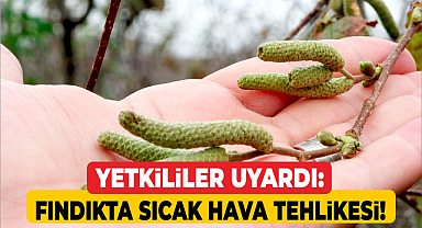 Yetkililer Uyardı: Fındıkta sıcak hava tehlikesi!