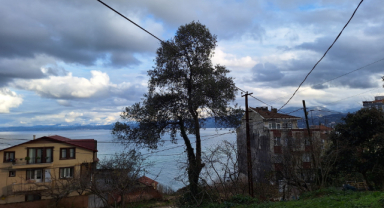 Yüzlerce vardı, tek bir temsilcisi kaldı