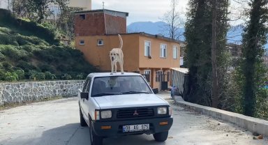 Adrenalin tutkunu köpek görenleri şaşkına çeviriyor...