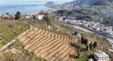 Giresun'da fındık bahçeleri yenileniyor