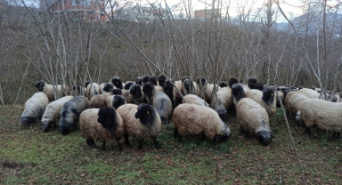 Giresun'da o ırk koruma altında!