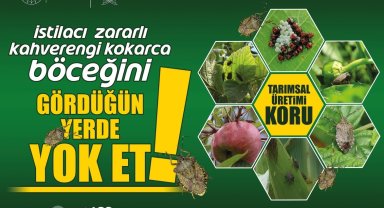 Kahverengi kokarca ile mücadele sürüyor