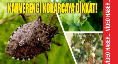 Kahverengi Kokarcaya Dikkat!