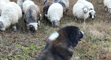 Koyunları telef eden porsuğu köpekler telef etti