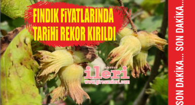 Son dakika: Fındık fiyatları rekor kırdı!