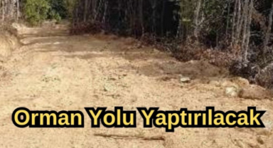 Orman Yolu Yaptırılacak