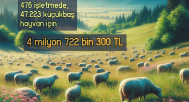 Anaç Koyun-Keçi Desteği Ödemeleri Yarın Başlıyor
