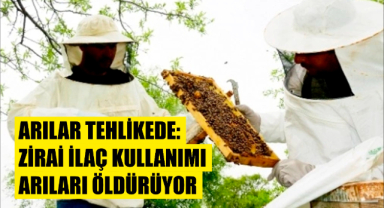 Arılar Tehlikede: Zirai ilaç kullanımı arıları öldürüyor