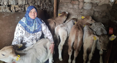 Buzağı Desteklemesi 2. Dönem Başvuruları Başladı