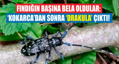 Fındığın başına bela oldular: 'Kokarca'dan sonra şimdi de 'Drakula' çıktı!