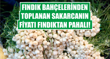Fındık Bahçelerinden Toplanan Sakarcanın Fiyatı Fındıktan Pahalı!