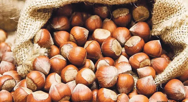 Fındık fiyatları haftaya yükselişle başladı