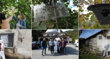 Giresun'da kahverengi kokarcayla mücadele sürüyor
