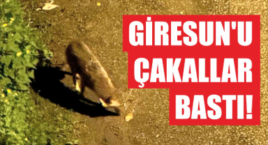 Giresun'u çakallar bastı!