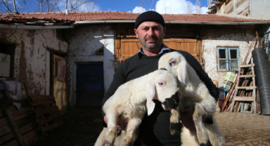 Hediye koyunla küçükbaş hayvancılığa başladı sürü sahibi oldu