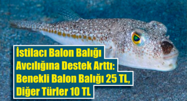 İstilacı Balon Balığı Avcılığına Destek Arttı: Benekli Balon Balığı 25 TL, Diğer Türler 10 TL