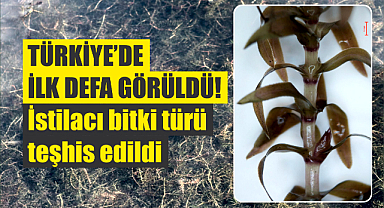Türkiye'de ilk defa görüldü! İstilacı bitki türü teşhis edildi