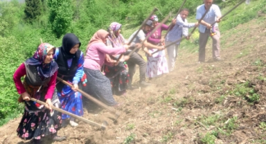 Asırlık imece geleneği Giresun’un o ilçesinde yaşatılıyor
