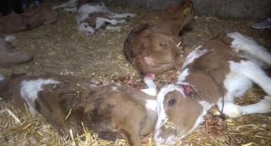 Başıboş köpek dehşeti: 12 buzağı ve 1 kuzu telef oldu