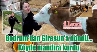 Bodrum'dan Giresun'a döndü... Köyde mandıra kurdu