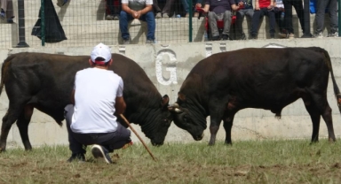 Boğalar arenaya çıktı