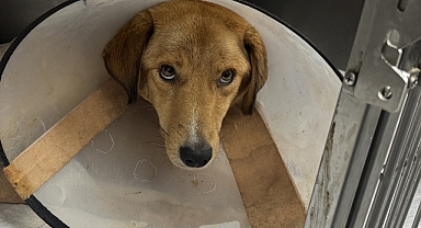 Böyle vicdansızlık görülmedi!