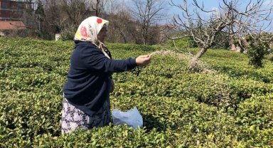 Çay üreticilerine "Çayımızı budayalım" uyarısı