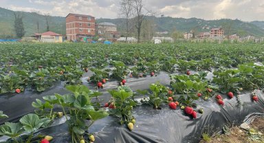 Çilek o ilin ekonomisine 90 milyon lira katkı sağlayacak