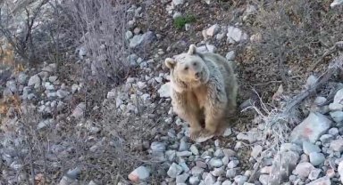 Dronu gören ayı selam durdu