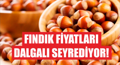 Fındık fiyatları dalgalı seyrediyor!