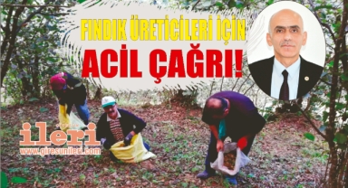 Fındık üreticileri için acil çağrı!