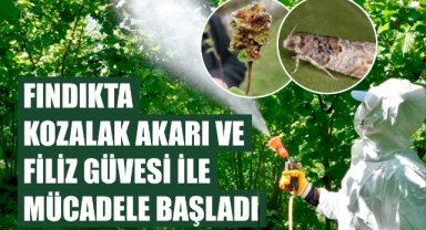 Fındıkta Kozalak Akarı ve Filiz Güvesi ile Mücadele başladı