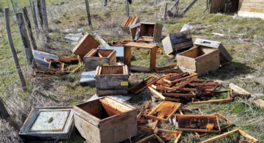 Korkulan oldu! Giresun'da ayılar ve arıcılar karşı karşıya!