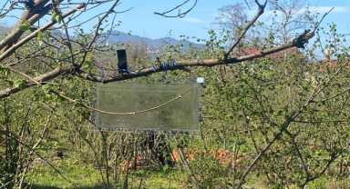 Giresun’da ‘Kahverengi Kokarca’ tehdidine karşı tedbir