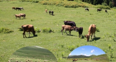 Giresun’da mera otlatma ücretlerine yönelik açıklama
