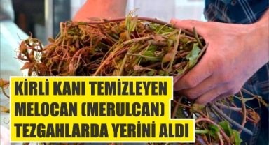 Kirli kanı temizleyen Melocan (merulcan) tezgahlarda yerini aldı