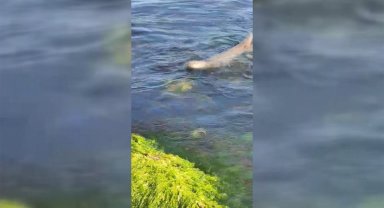 Sinop'ta nesli tükenmekte olan su samuru görüntülendi