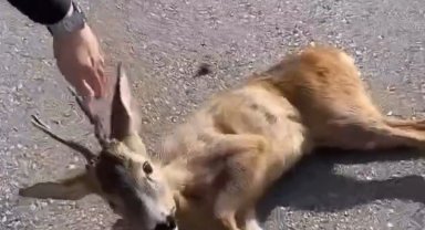 Aracın çarptığı yavru karaca tedavi altına alındı